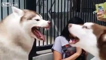 Siberian Huskies having an argument