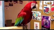 オウム 【笑い】　世界のおばかペット集　【かわいすぎ】　funny　pets　video