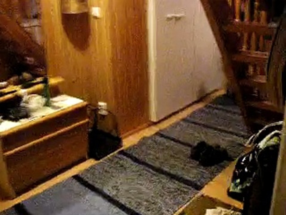 Finnish Lapphund howling to a ice cream truck part 2