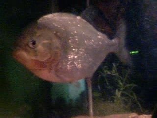 Piranha enorme 2