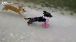 Two-Legged Dog Runs Using 3D Printed Cart