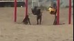 Only In Saudi Monkeys On The Swings Playing