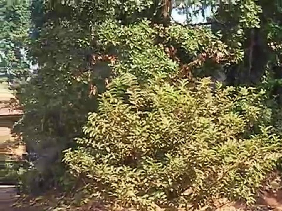 Bafoussam: Sweet home, administrative center, Bafoussam kingdom, Nyang Nyang dance, Beignetariat.