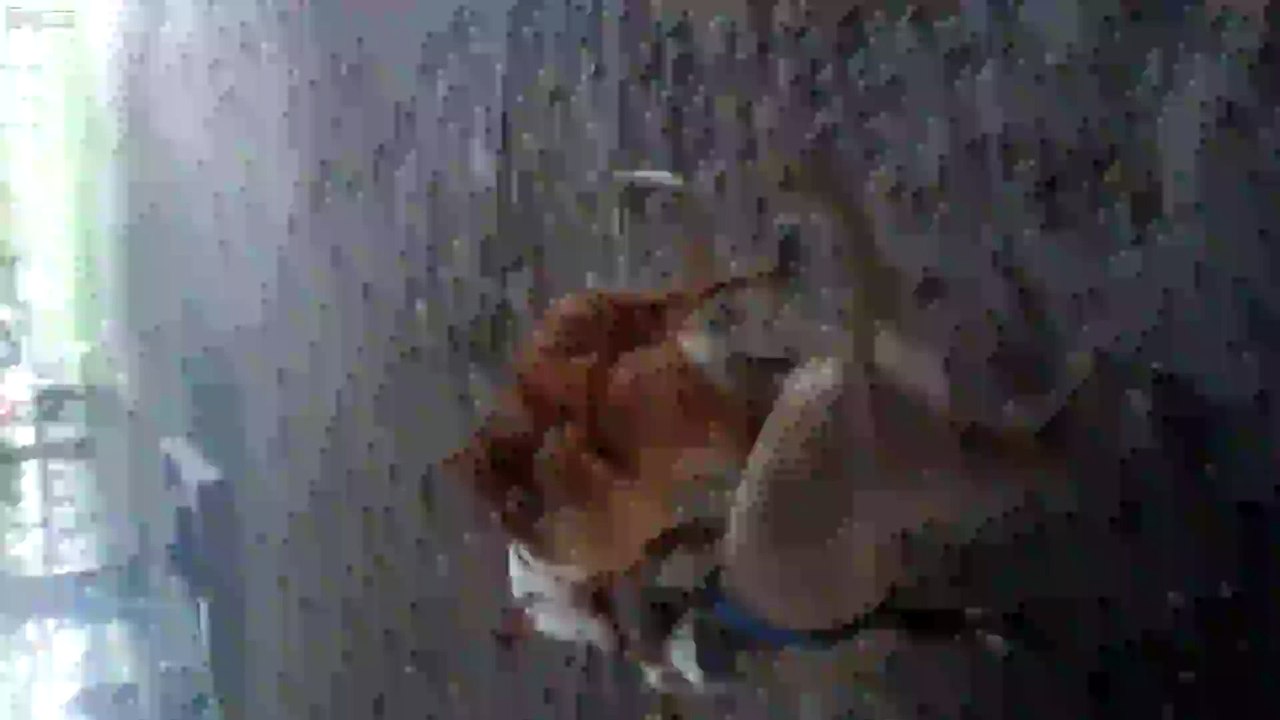 pit bull mauled by pincher at dog park*GRAPHIC*