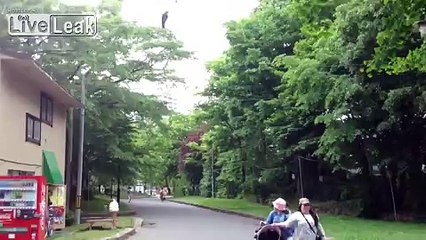 CROWS ATTACKING HUMANS !!!