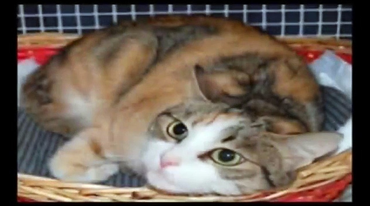 FUORI DALLA GABBIA Storie di animali per conoscere e rispettare i loro diritti - "L'abbandono"