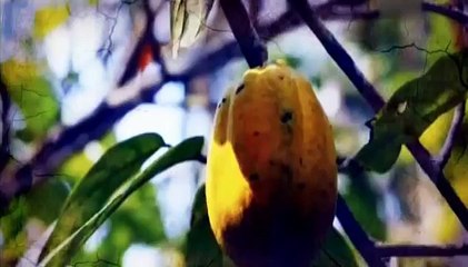 Пища Богов. "Грибы, Какао, Чеснок"