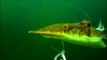 Incredible Underwater Fluke/Flounder Fishing Behavior