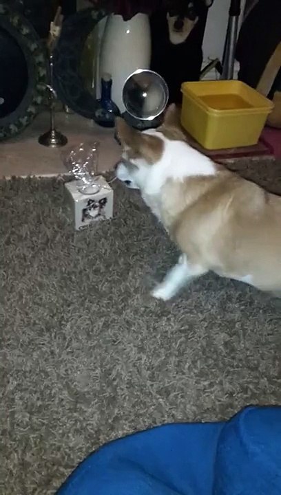 Funny chihuahua dog
