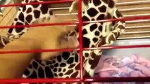 Ferret travel cage Tour/Review (Living World deluxe habitat)