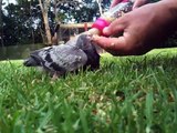 Hand feeding baby racing pigeons