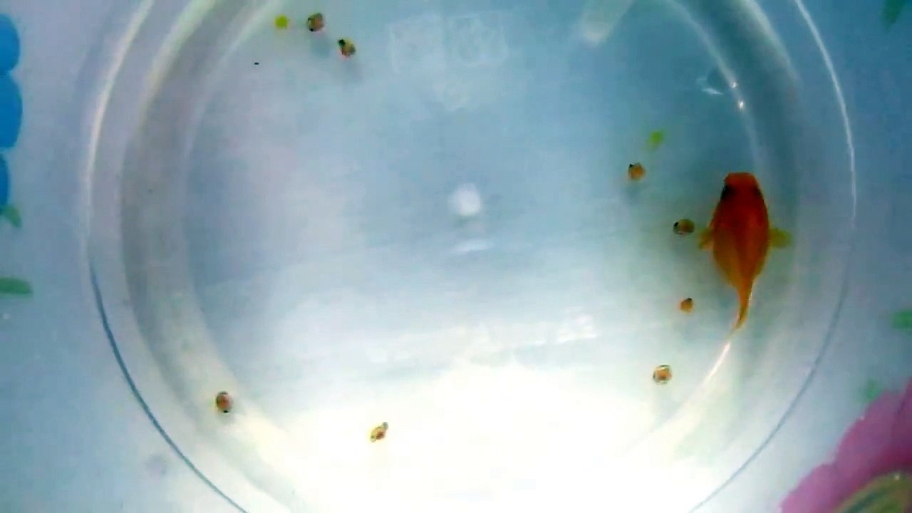 my balloon molly fish giving birth