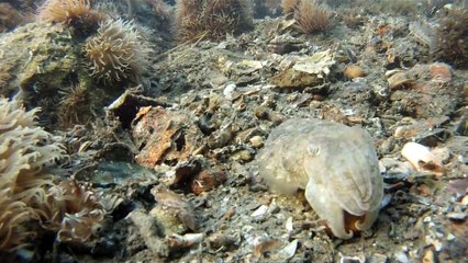 Pêche de la seiche à la turlutte