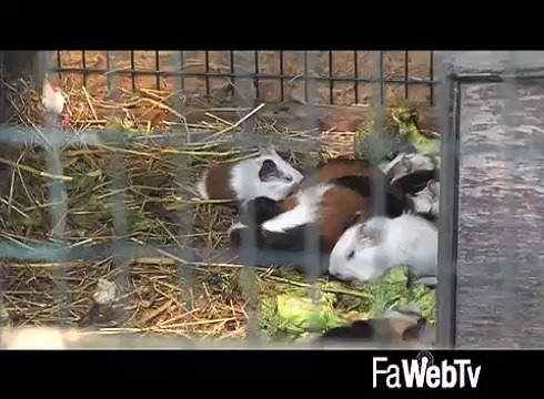 Rom uccidono animali a sassate: strage al parco