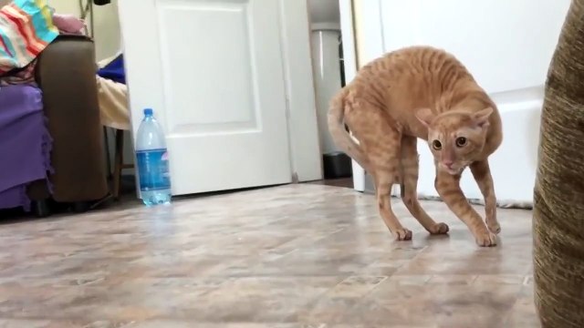 Реакция кота на сирень Такого я еще не видел