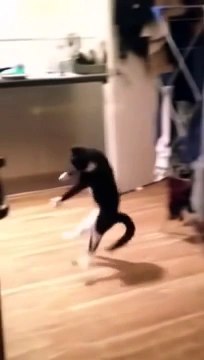 Мой кот сошел с ума