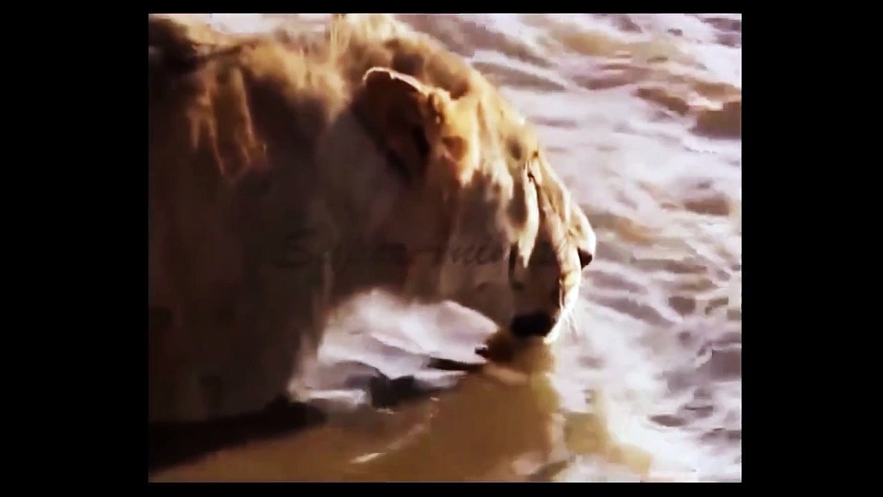 lion vs crocodile