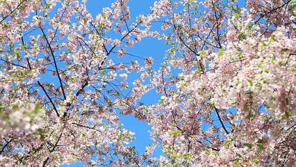 Cherry Blossoms