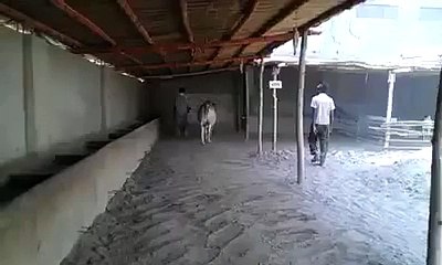 Cow Run Away In Cow Mandi Sohrab Goth 2015