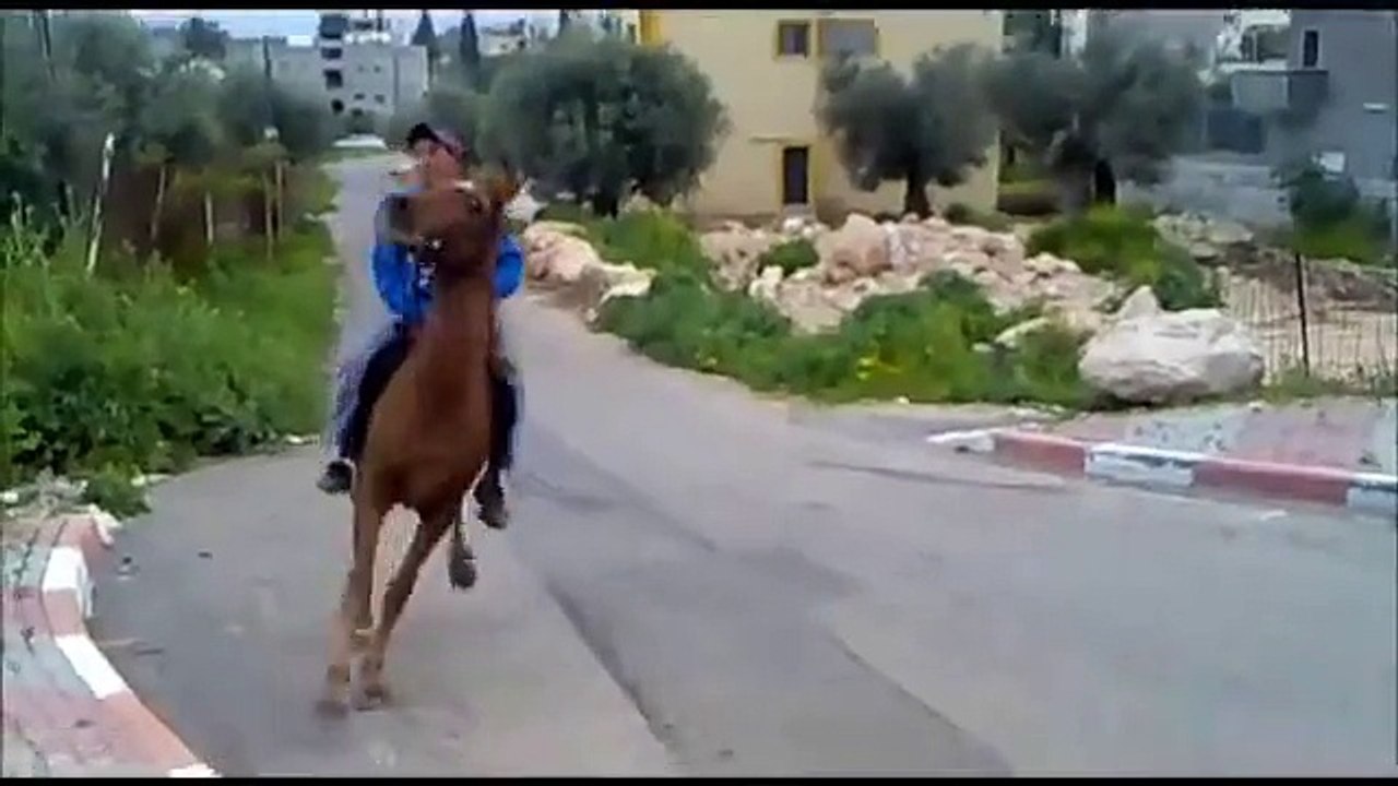 عبلين حصان ال مريسات