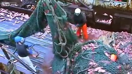 Big Catch -Catching A Big Catch Of Fishi