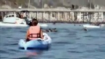 GIANT WHALE SCARES 2 KAYAKERS BY APPEARING FROM NOWHERE A FEW FEET AWAY