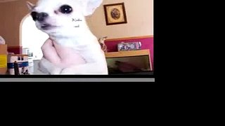 The Keeley Show- Super Chihuahua