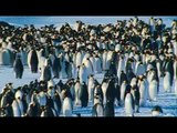 The March Of The Penguins - Glósóli