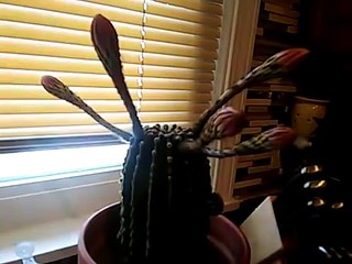 Time Lapse Cactus Bloom Looks Like An Alien