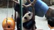 2014-06-29 圓仔打擾圓圓吃東西(The Giant Panda Yuan Yuan with Yuan Zai)