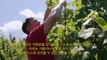 Summerhill Pyramid Winery & Ice Wine HD Korean Subtitles.