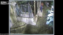 Surveillance video shows man steal 2 pit bulls that were rescued from a dog fighting ring