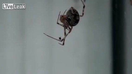 Even spiders hate spiders