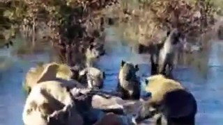 Hyena Gang vs Lion Pride Fight at Lion Park South Africa 2013