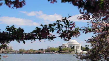 Cherry Blossoms 1