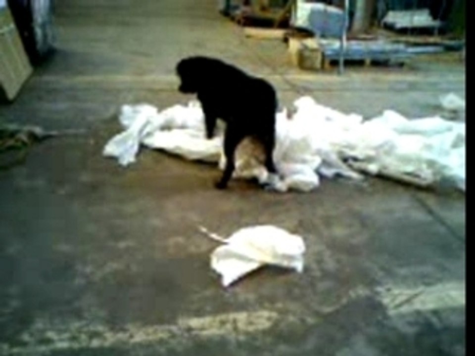 CHIEN ATTACK