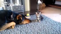 Dog plays with little cat