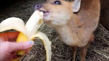 Muntjac Deer Tries Some Tasty Treats