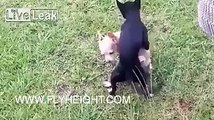 Chihuahua Passes out After Having Sex, Girl Dog is Not Impressed!