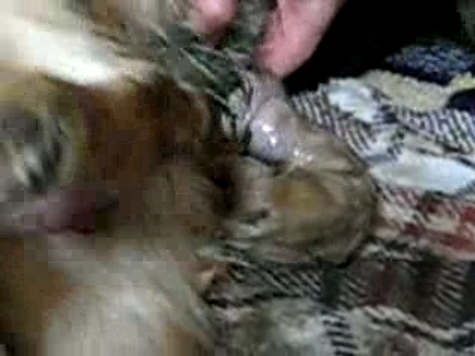 Naissance Chiot Golden Retriever 3 ( Chiots )