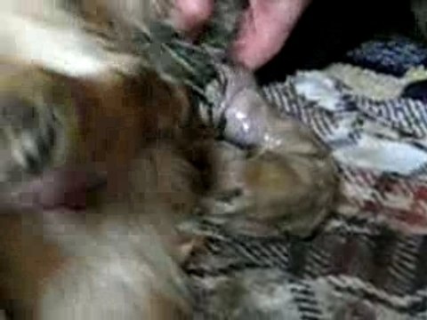 Naissance Chiot Golden Retriever 3 ( Chiots )