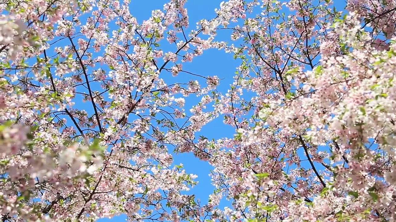 Cherry Blossoms 5