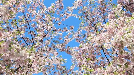 Cherry Blossoms 5