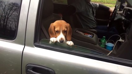 Beagle Puppy Hangs on Car Window
