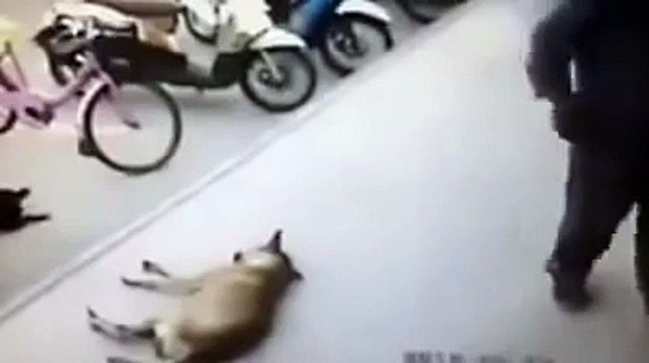 Most Funny Dog Bite Caught On CCTV