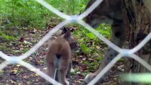 Lynx Babies - Munich Zoo - Tierpark Hellabrunn - Luchse Babies