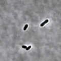Bacteriophage lambda lysis and lysogeny