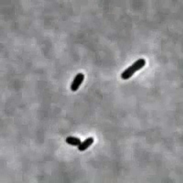 Bacteriophage lambda lysis and lysogeny