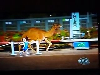 4 midgets relay race against a camel