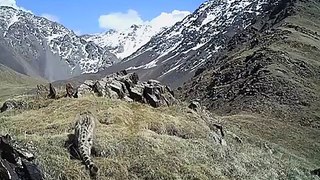 Young Snow Leopards Caught on Camera in Kyrgyzstan